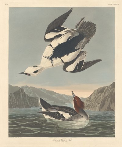 Smew tai White Nun tekijältä Robert Havell after John James Audubon