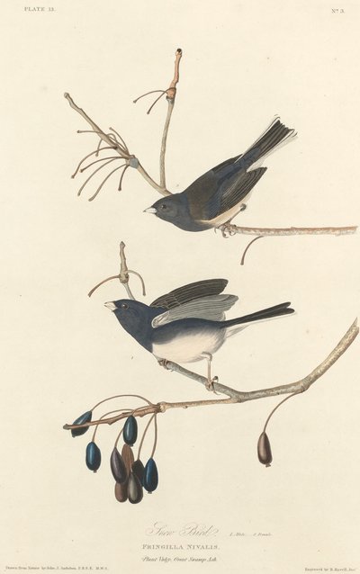 Lumilintu tekijältä Robert Havell after John James Audubon