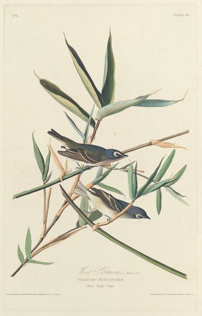 Yksinäinen kärpässieppo tekijältä Robert Havell after John James Audubon