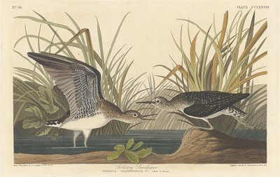 Yksinäinen Sandpiper tekijältä Robert Havell after John James Audubon