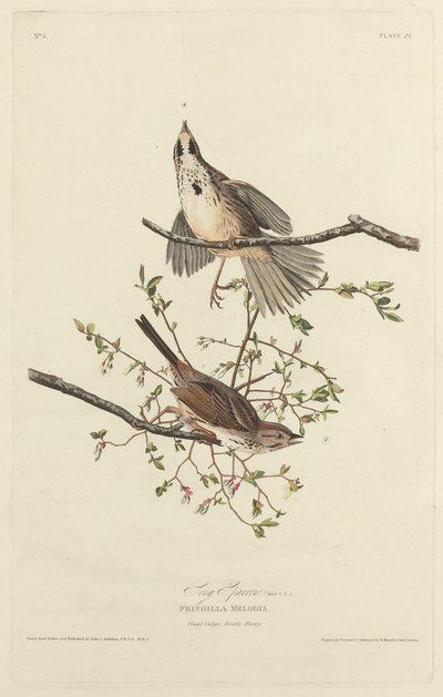 Laulu Sparrow tekijältä Robert Havell after John James Audubon