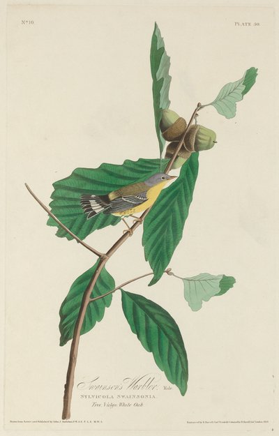 Swainsonin Warbler tekijältä Robert Havell after John James Audubon