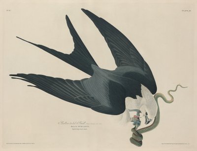 Swallow tailed Hawk tekijältä Robert Havell after John James Audubon