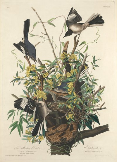 Pilkkaava lintu tekijältä Robert Havell after John James Audubon