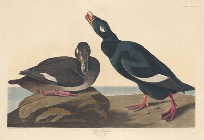 Velvet Duck tekijältä Robert Havell after John James Audubon