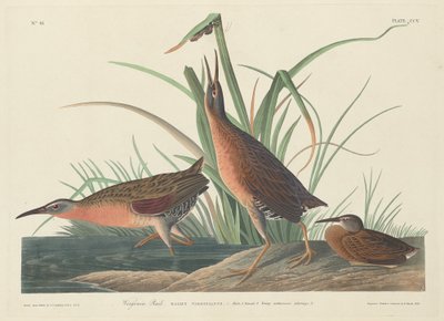 Virginia Rail tekijältä Robert Havell after John James Audubon