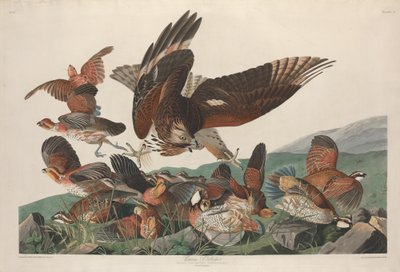 Virginian Partridge tekijältä Robert Havell after John James Audubon