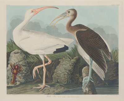 Valkoinen Ibis tekijältä Robert Havell after John James Audubon