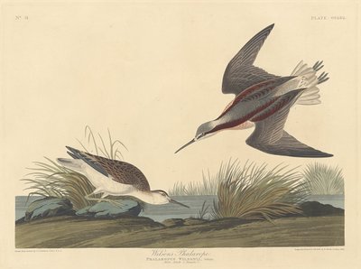 Wilsonin phalarope tekijältä Robert Havell after John James Audubon