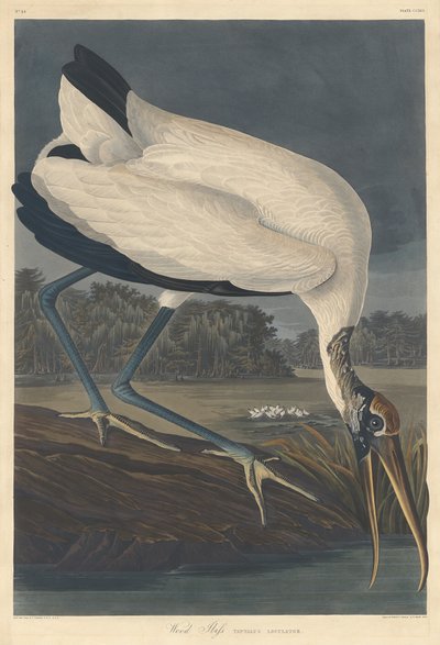 Puu Ibis tekijältä Robert Havell after John James Audubon