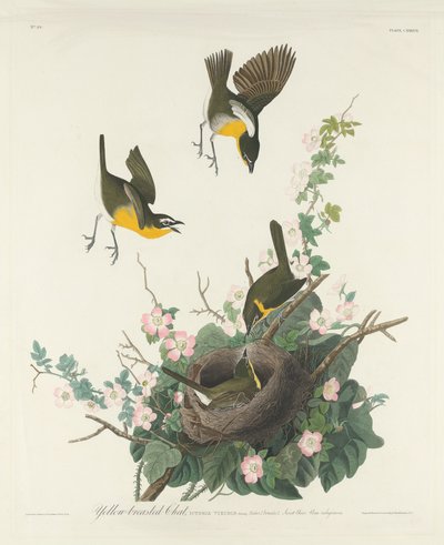 Keltarintainen Chat tekijältä Robert Havell after John James Audubon