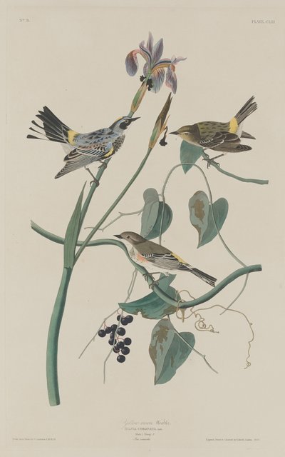 Keltakruunukirkko tekijältä Robert Havell after John James Audubon