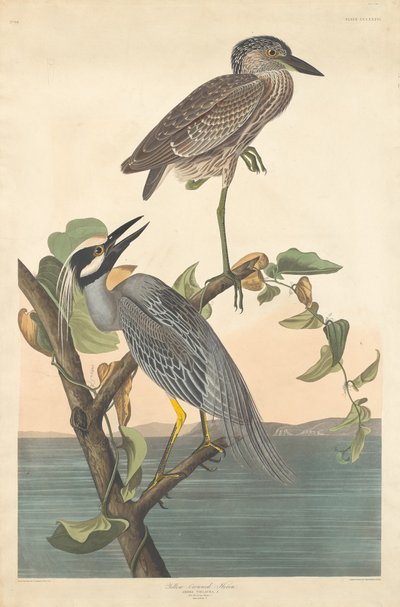 Keltakruunuinen harmaahaikara tekijältä Robert Havell after John James Audubon