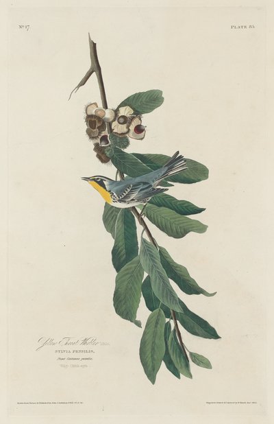 Keltakurkkukirkko tekijältä Robert Havell after John James Audubon