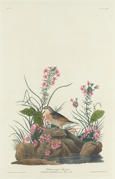 Keltasiipinen varpunen tekijältä Robert Havell after John James Audubon