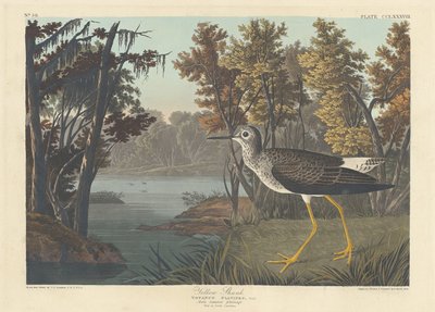 Keltainen varsi tekijältä Robert Havell after John James Audubon
