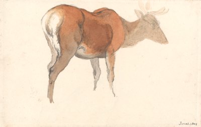 Stag tekijältä Robert Hills