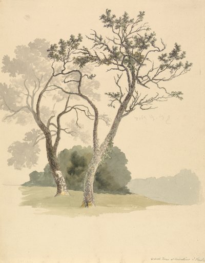 Orchard Trees Under Riverissä lähellä Knolea tekijältä Robert Hills