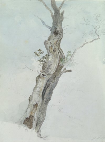 Tree Study, n. 1800-05 (wc grafiitin päällä paperilla) tekijältä Robert Hills