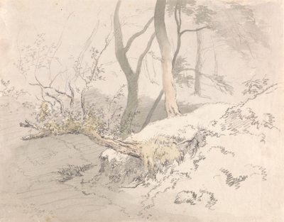 Metsän varjo tekijältä Robert Hills