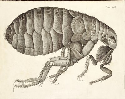 Poikkileikkaus kirppusta Micrographiasta, pub. 1665 tekijältä Robert Hooke
