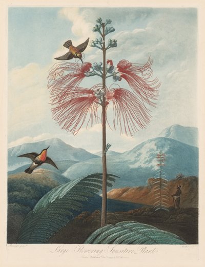 Floran temppeli eli luonnonpuutarha: suuri kukkiva herkkä kasvi, 1799-1807. tekijältä Robert John Thornton