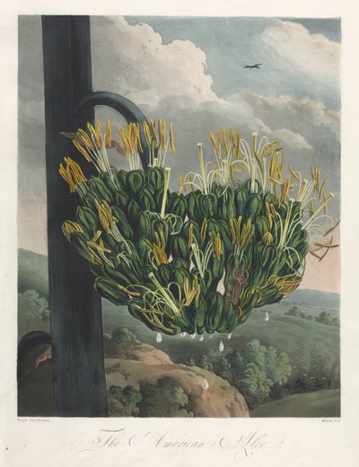 Floran temppeli eli luonnonpuutarha: amerikkalainen aloe, 1807. tekijältä Robert John Thornton