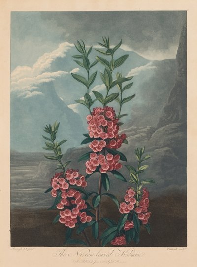 Floran temppeli eli luonnonpuutarha: Kapealehtinen Kalmia, Mountain Laurel, 1804. tekijältä Robert John Thornton
