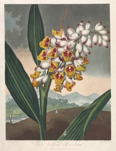 Floran temppeli eli luonnonpuutarha: Nodding Renealmia, 1801. tekijältä Robert John Thornton