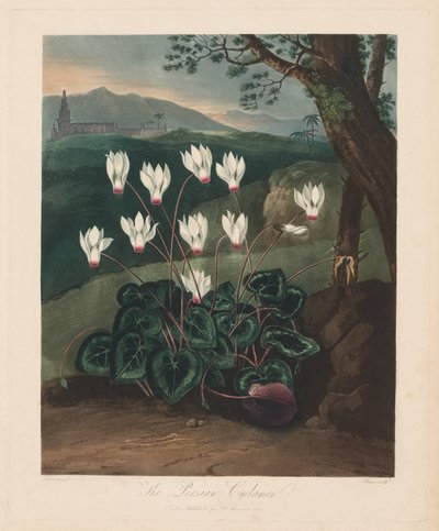 Floran temppeli eli luonnonpuutarha: Persialainen syklaami, 1799-1807. tekijältä Robert John Thornton