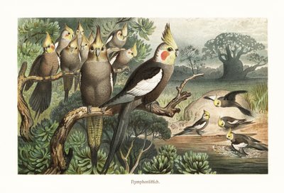 Kakkuparvi, Nymphicus hollandicus, vesikuolassa. 1882 (kromolitografia) tekijältä Robert Kretschmer