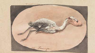 Flamingo tekijältä Robert Mabon