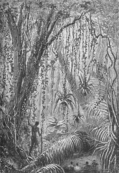 Brasilian metsä, 1885 1890 tekijältä Robert Taylor Pritchett