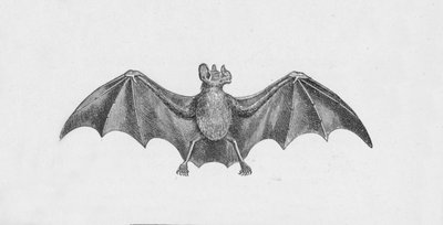Vampyyrilepakko, c1885, 1890 tekijältä Robert Taylor Pritchett