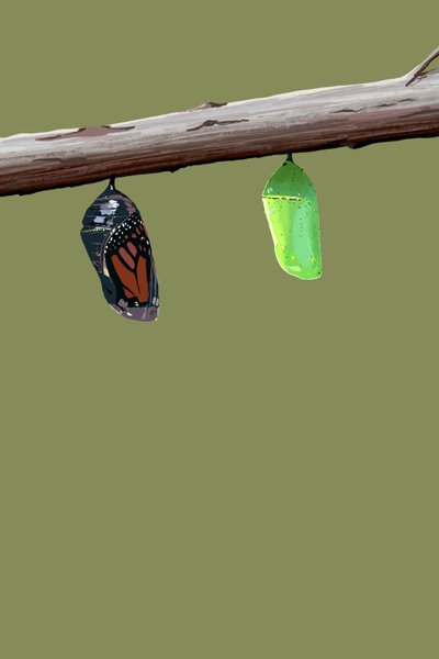 Monarch Cocoons, 2022 (digitaalinen) tekijältä Roberta Murray