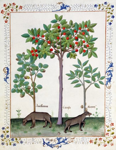 Hasselpähkinäpensas (vas.) ja kirsikkapuu (keskellä), kuvitus Matthaeus Plateariuksen yksinkertaisten lääkkeiden kirjasta 162r tekijältä Robinet Testard
