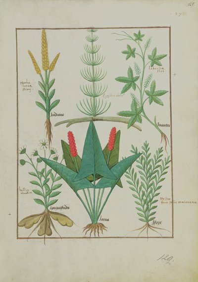rouva Fr. Fv VI #1 fol.125r Ylärivi: Maissi, Equisetum ja Labruscae flos. Alarivi: Daisy, Jarus ja meirami, kuvitus yksinkertaisesta lääkekirjasta, kirjoittanut Mattheaus Platearius (k.1161) n. 1470 tekijältä Robinet Testard