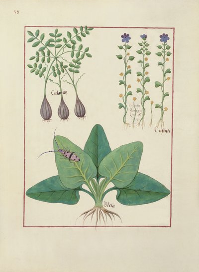rouva Fr. Fv VI #1 fol. Kuvitus Mattheaus Plateariuksen (d.c.1161) yksinkertaisten lääkkeiden kirjasta n. 1470 tekijältä Robinet Testard