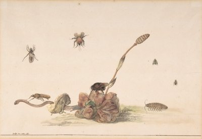 Erilaisia sienen hyönteisiä, 1681. tekijältä Rochus van Veen