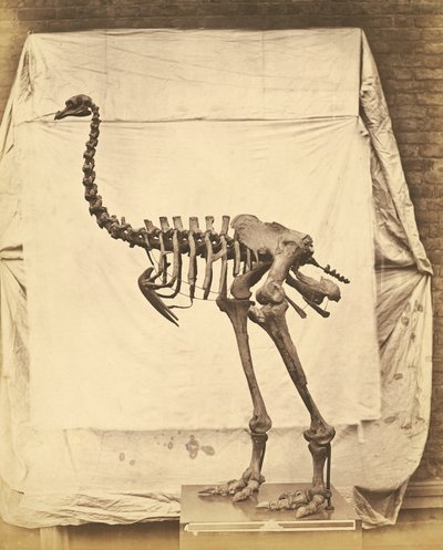 Dinornis Elephantopus Dinosaur tekijältä Roger Fenton