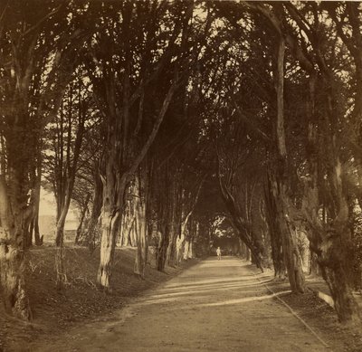 The Dark Walk; Stonyhurst tekijältä Roger Fenton