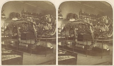 Megatherium, British Museum, 1850-luku. tekijältä Roger Fenton