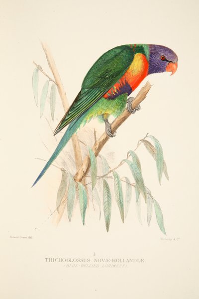 Blue Bellied Lorikeet, pubi. 1916 käsinvärjätty kaiverrus. tekijältä Roland Green