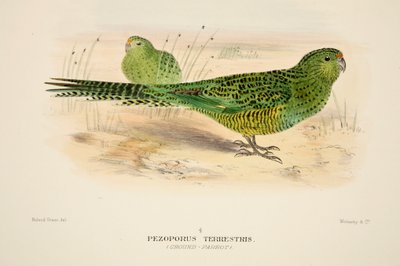Ground Parrot, pubi. 1916 käsinvärjätty kaiverrus. tekijältä Roland Green