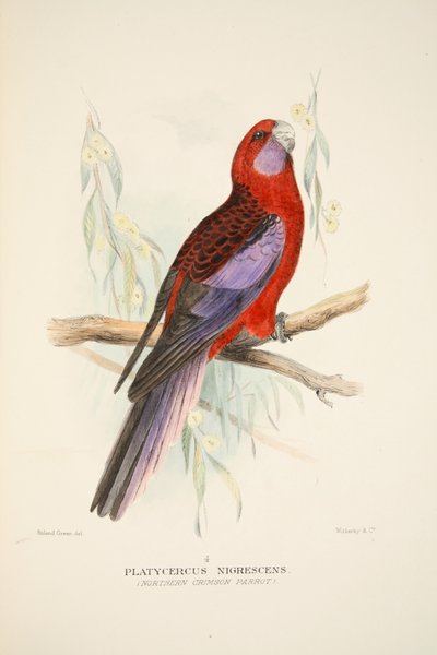 Northern Crimson Parrot, pubi. 1916 käsinvärjätty kaiverrus. tekijältä Roland Green
