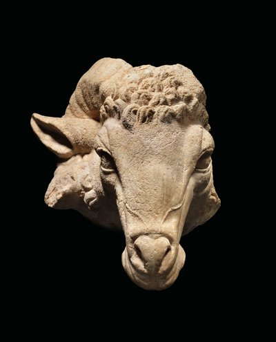 Oinaan pää, noin 1. vuosisadalla eKr. - 1. vuosisadalla jKr. (marmori) tekijältä Roman Roman