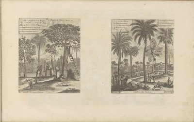 Landschappen laittaa mangobomen, kokos-en palmbomen Jaavan saaren hedelmät jne / Trees of India (otsikko esineessä) Itä- ja Länsi-Intia ja muut paikat (sarjan nimi) tekijältä Romeyn de Hooghe