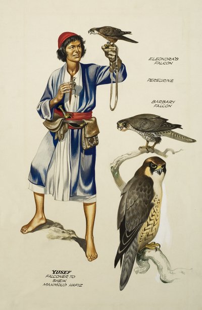 Yusef, Falconer Sheik Mahmoud Hafizille (guassia paperille). tekijältä Ron Embleton