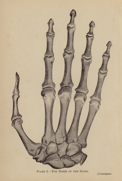 Käden luut (litho) tekijältä Rosamund Brunel Horsley Gotch