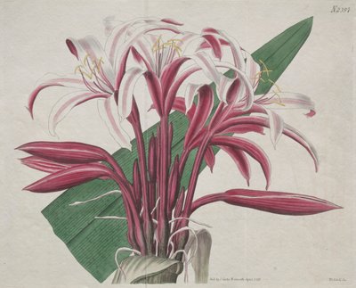 Kasvitieteellinen aikakauslehti tai kukkapuutarha esillä: Stately Crinum tekijältä S. Curtis